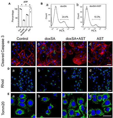 Astragaloside IV alleviates 1-deoxysphinganine-induced mitochondrial dysfunction during the progression of chronic kidney disease through p62-Nrf2 antioxidant pathway